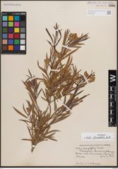 Foto von Salix fluviatilis Nutt.